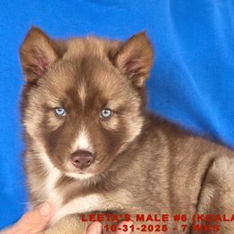 LEETA'S MALE 6 - Red and white male Siberian Husky puppy in Manilla, Iowa from Bruck's Siberian Huskies