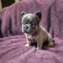 Blue Bell - Blue female French Bulldog puppy in Alexander City, Alabama from Lake Martin Fancy Frenchies