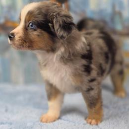 Kiwi - Blue merle female Miniature Australian Shepherd puppy in Citra, Florida from Southpaw Herders LLC