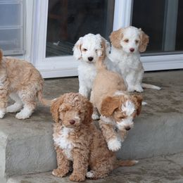 Australian Labradoodle Puppies from Grand Peaks Labradoodles