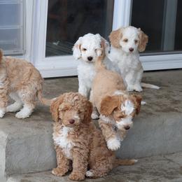 Australian Labradoodle Puppies from Grand Peaks Labradoodles