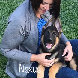 German Shepherd Puppies from Central Coast German Shepherds