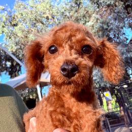 Poodle puppies from Red Head Heaven Poodles