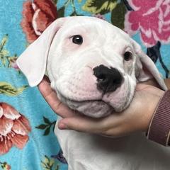 Scarlett - Dogo Argentino puppy in Youngstown, Ohio from For The Love of Dogos