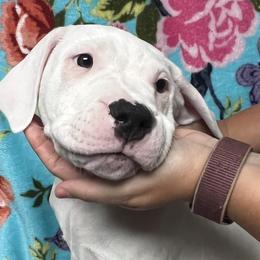 Scarlett - Dogo Argentino puppy in Youngstown, Ohio from For The Love of Dogos