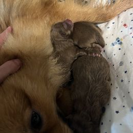 Pomeranian Puppies from Bama Pom Squad
