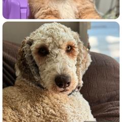 Labradoodle and Saint Berdoodle Puppies from ProAct Canines