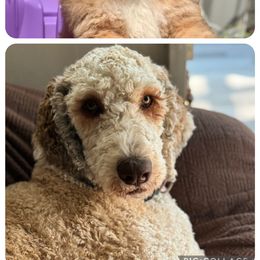Labradoodle and Saint Berdoodle Puppies from ProAct Canines