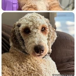 Labradoodle and Saint Berdoodle Puppies from ProAct Canines