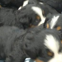 Bernese Mountain Dog Puppies from Golden Reign