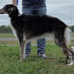 Gertrude - Black and brindle female Silken Windhound puppy in Hanna, Oklahoma from Daybreak Silken Windhounds