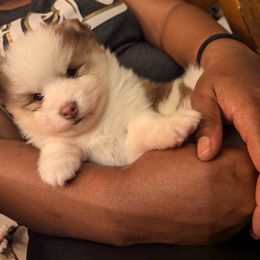 Pomsky Puppies from Tony Hwang
