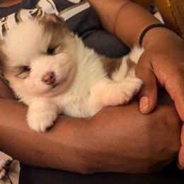 Pomsky Puppies from Tony Hwang