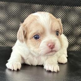 Skye - Cream and white female Chihuahua puppy in Red Bluff, California from Lane’s Little Long Coats