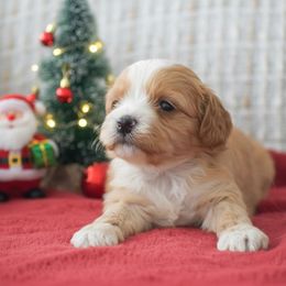 Macy - Red female Cavapoo puppy in Honey Brook, Pennsylvania from Stoltzfus Family Puppies (license number 18844)