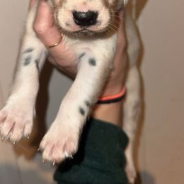 Holiday - White and black female Dalmatian puppy in Bremen, Georgia from Clark’s Dalmatians