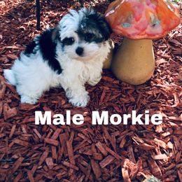 Morkie and Yorkshire Terrier Puppies from Jewels Yorkshire’s