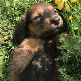 Dachshund Puppies from Hidden Haven Dachshunds