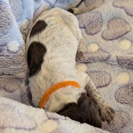 German Shorthaired Pointer Puppies from Hanaway GSPs