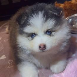 Indie - Black and white female Pomsky puppy in Spring Hill, Florida from PDQ Pomskies