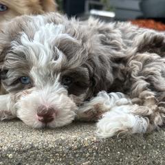 Rachel - female Australian Mountain Doodle puppy in Lincoln, Nebraska from GRand Doodles