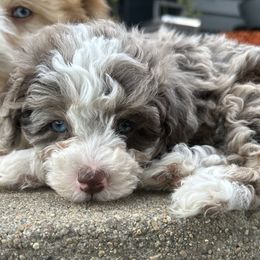 Rachel - female Australian Mountain Doodle puppy in Lincoln, Nebraska from GRand Doodles
