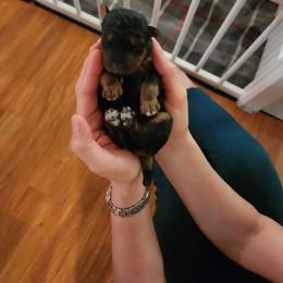 Airedale Terrier Puppies from Black Opal