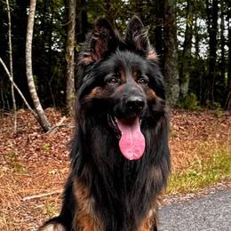 Ziggy - German Shepherd