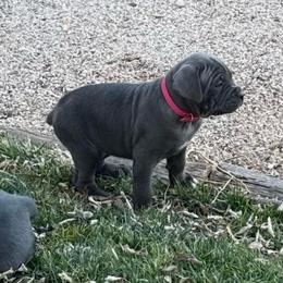 Cozy (Blitzen) - Gray female Cane Corso puppy in Utah from 3Lake Kennelz