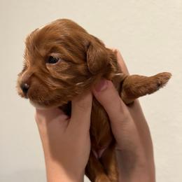 Delta - Red female Australian Labradoodle puppy in Denton, Texas from Dignity Labradoodles