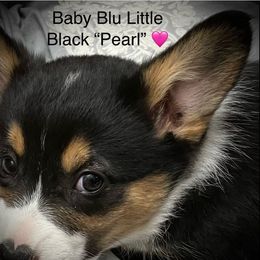Conley's Baby Blu Black Pearl - Black and tan Pembroke Welsh Corgi puppy in Clarksdale, Missouri from Conley Pembroke Welsh Corgis