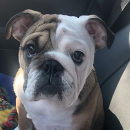 Bulldogs from Malone’s Palmetto Puppies