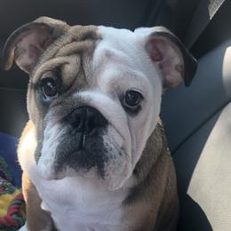 Bulldogs from Malone’s Palmetto Puppies