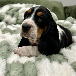 Yellow Collar - Black white and brown male Basset Hound puppy in Logan, Utah from Cache Valley Bassets