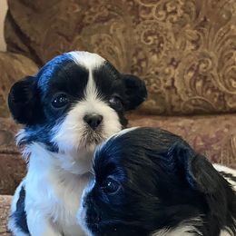 Shih Tzus from Southland’s Shih Tzus