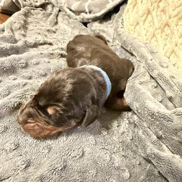 Archer - Black and rust male Doberman Pinscher puppy in Boyd, Texas from Team Feem Breeders