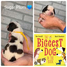 Sugar plum - Liver and white male English Springer Spaniel puppy in Freeland, Michigan from McNally's Springer Spaniels