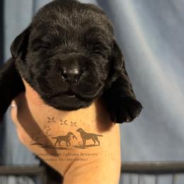 Red - Black female Labrador Retriever puppy in Beaverdam, Virginia from Riverside Sunset Labrador Retrievers