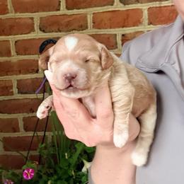Daisy - Buff female Cockapoo puppy in Denver, Pennsylvania from Greenview Puppies