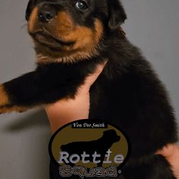 Brown Collar Boy 5 - Black and mahogany male Rottweiler puppy in Shepherdsville, Kentucky from Rottie Squad Kennel
