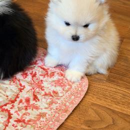 Memo - Wolf sable male Pomeranian puppy in Grass Lake, Michigan from Chantilly Lace Poms