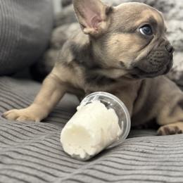 French Bulldog Puppies from Cert. Frenchies