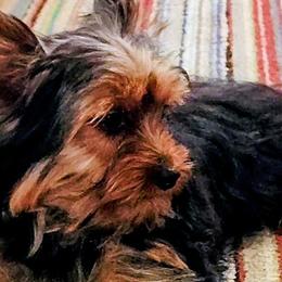 Morkies and Yorkshire Terriers from Cathy Burns