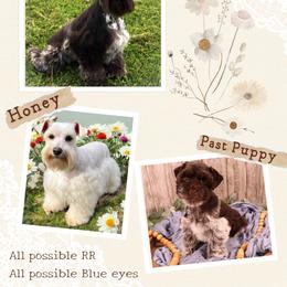 Miniature Schnauzer puppies from Crystal Rose Canines