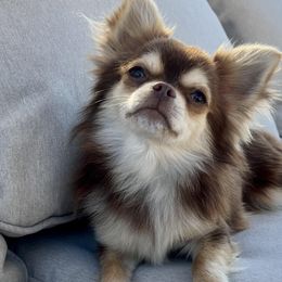 Winston - Chihuahua