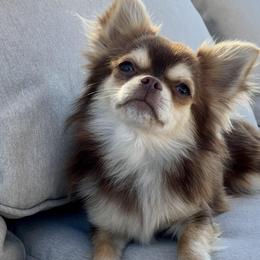 Winston - Chihuahua