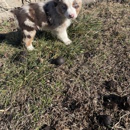 Australian Shepherd Puppies from Spring Creek Pups