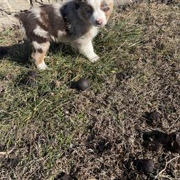 Australian Shepherd Puppies from Spring Creek Pups