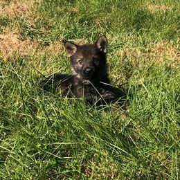 German Shepherd Puppies from Schroderhaus