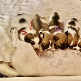 Golden Retriever and Jack Russell Terrier Puppies from Shelby Burleson's Golden Retrievers and Jack Russell Terriers
